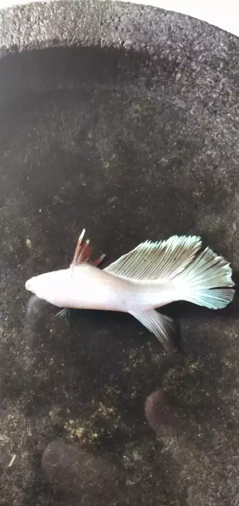 Cupang halfmoon betina