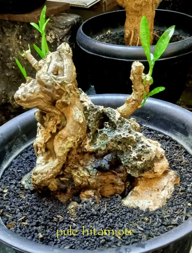 Bonsai pule hitam otr