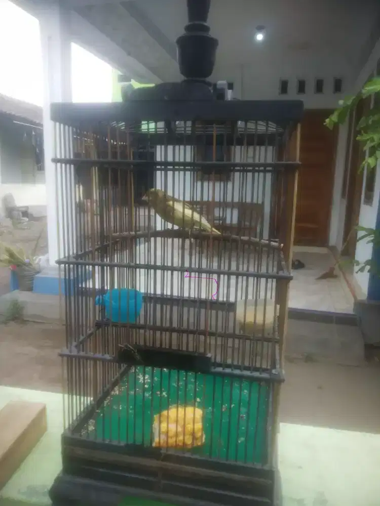 Kenari AF muda ngriwik
