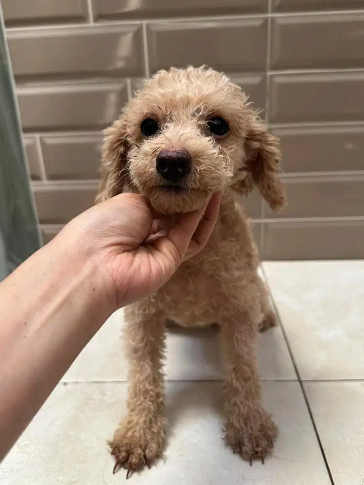 POODLE BETINA FAWN