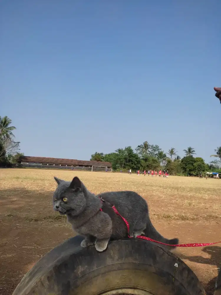 bsh blue munchkin