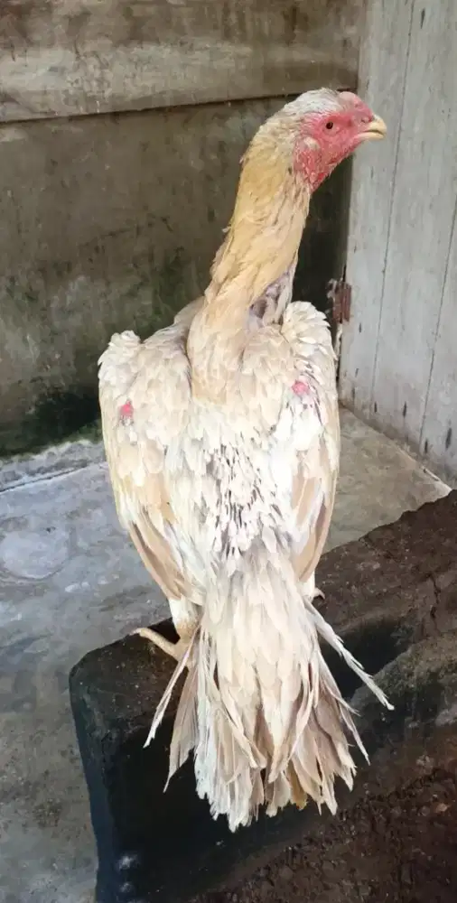 Ayam betina ekor lidi ori