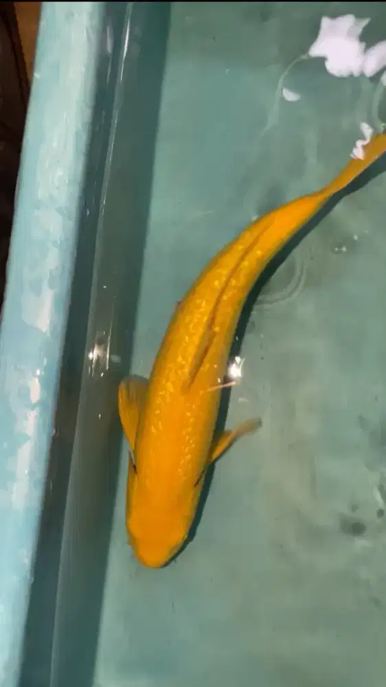 ikan koi karasi ginrin 40cm penjinak kolam