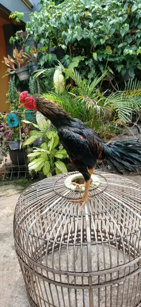Ayam bangkok x pakhoy