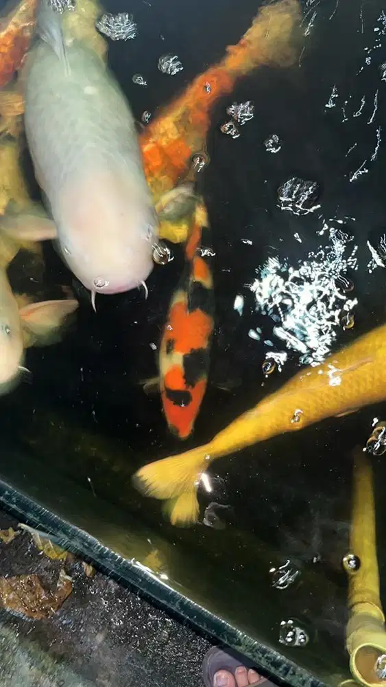 Koi Import Jepang Certi 7 ekor Paket Jual Rugi Kualitas Super