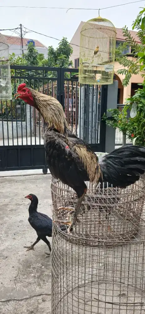 ayam Mangon (bangkok)