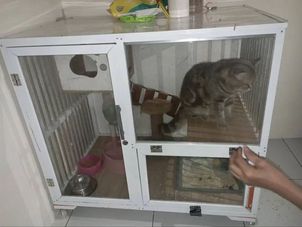 kucing/anabul grey