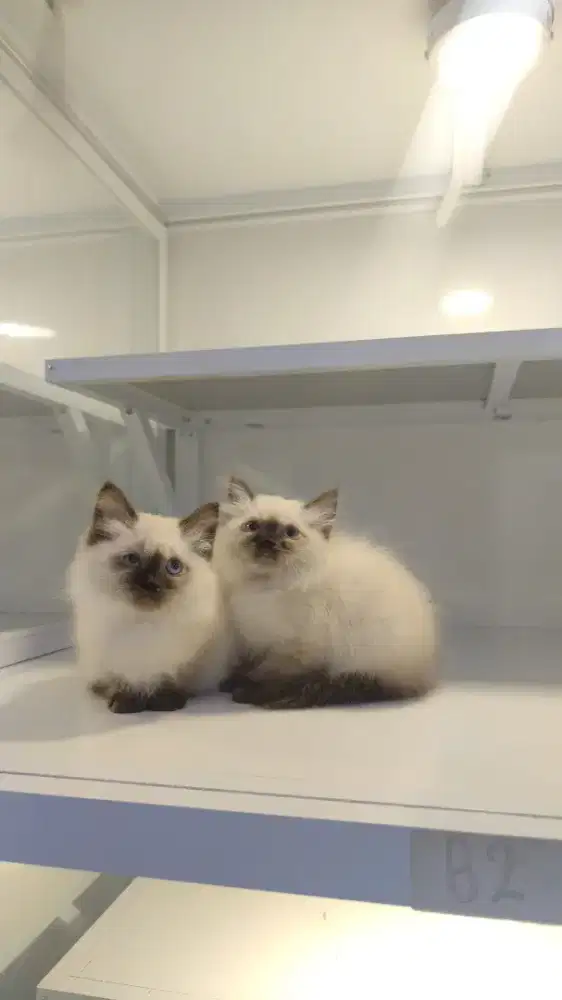 Kucing kitten ras himalaya longhair jantan bulu kapas