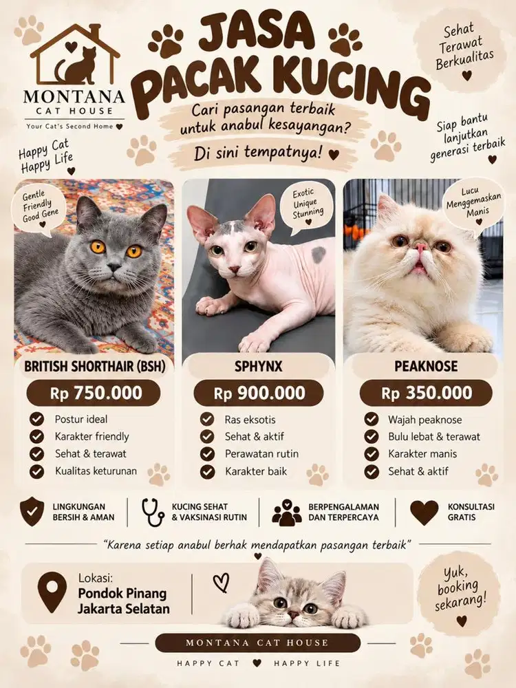 Jasa Pacak Kucing