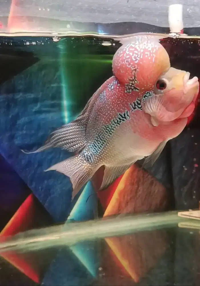 Ikan louhan flowerhorn chichild