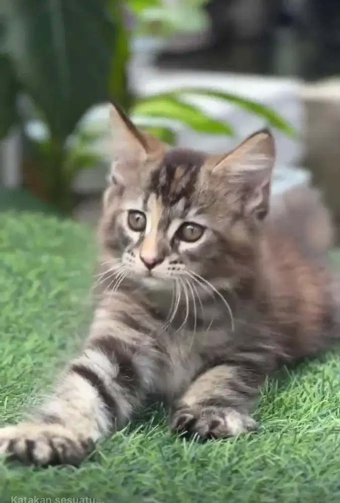 Kucing mainecoon pure betina