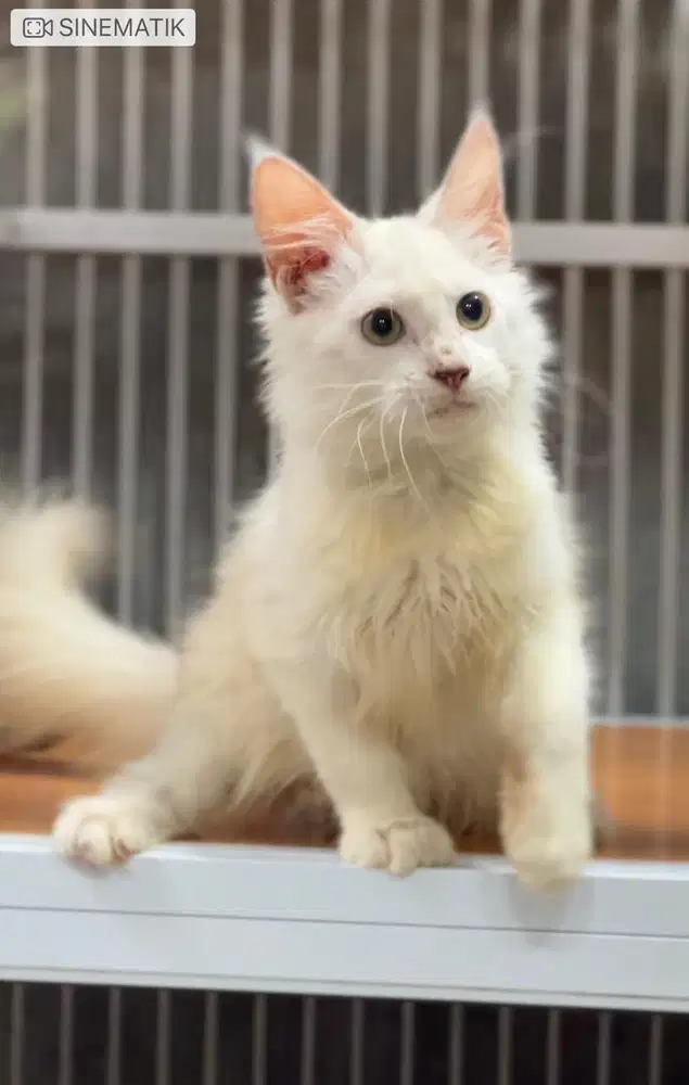 Kucing mainecoon pure betina