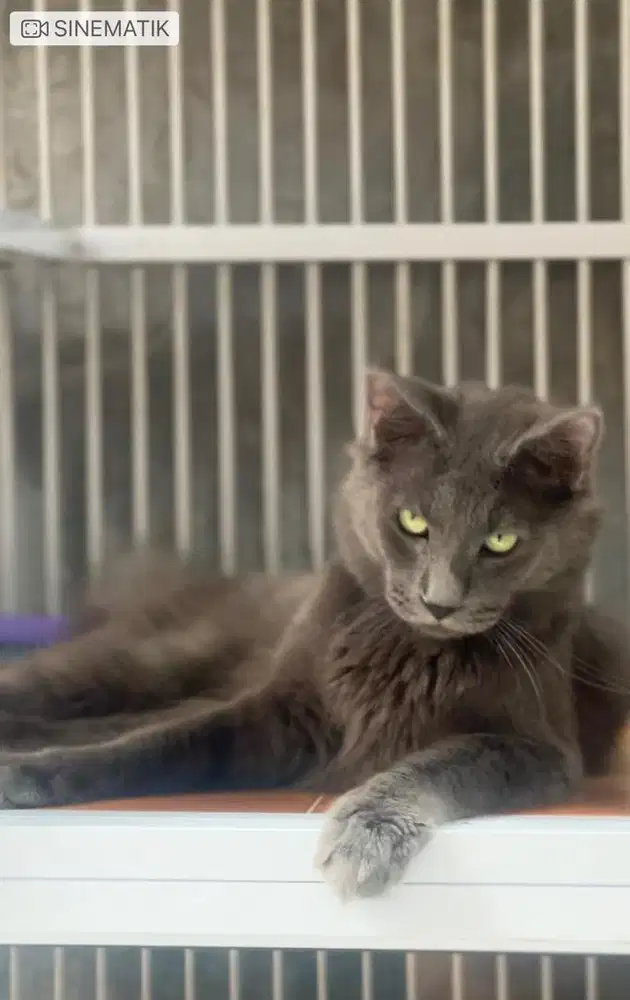 Kucing Mainecoon pure jantan