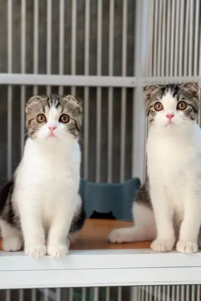 Kucing scottish fold betina