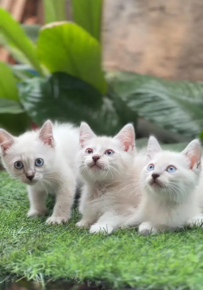 Kucing himalaya shorthair jantan