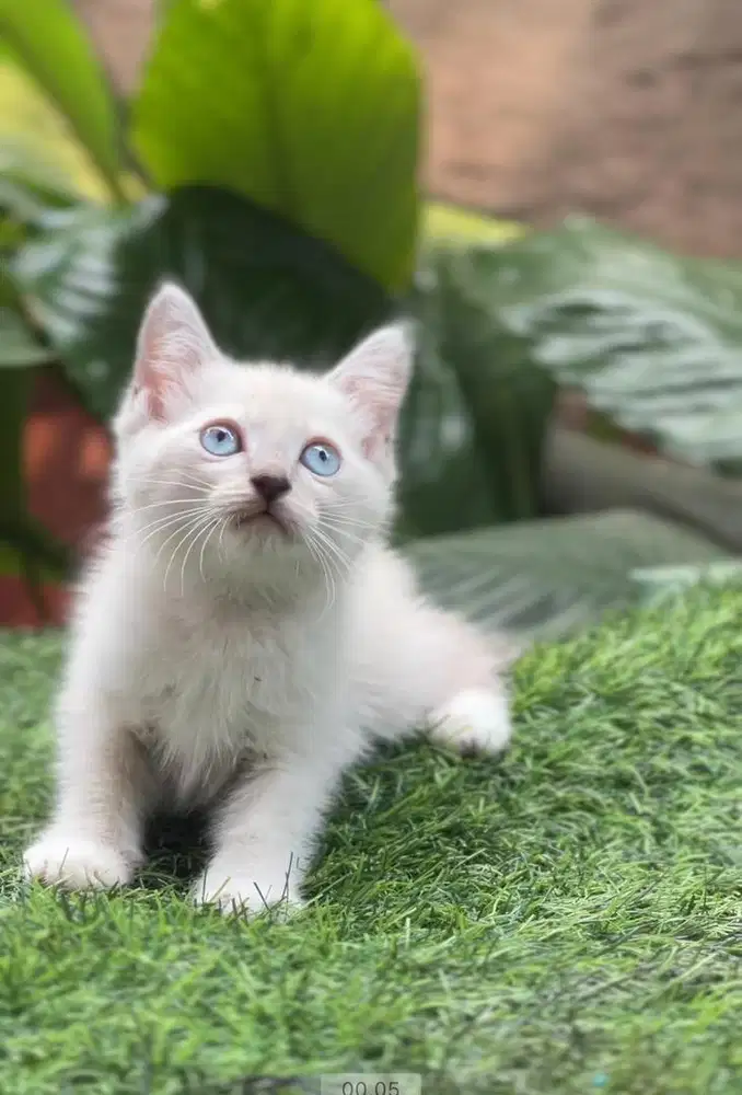 Kucing himalaya shorthair betina