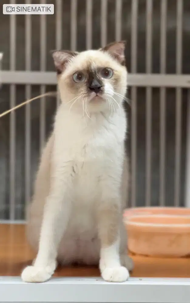 Kucing scottish fold betina