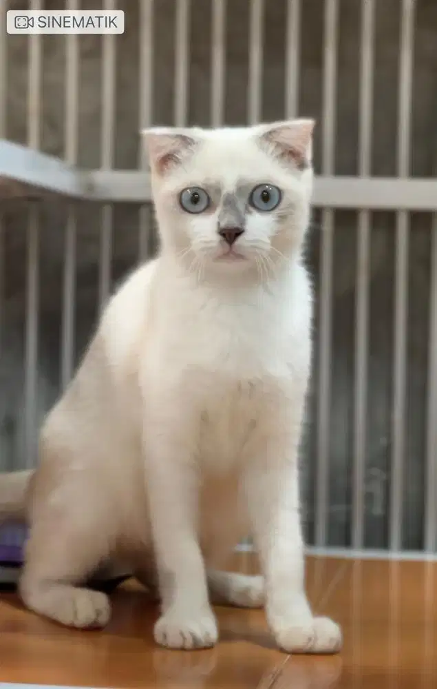 Kucing scottish fold jantan