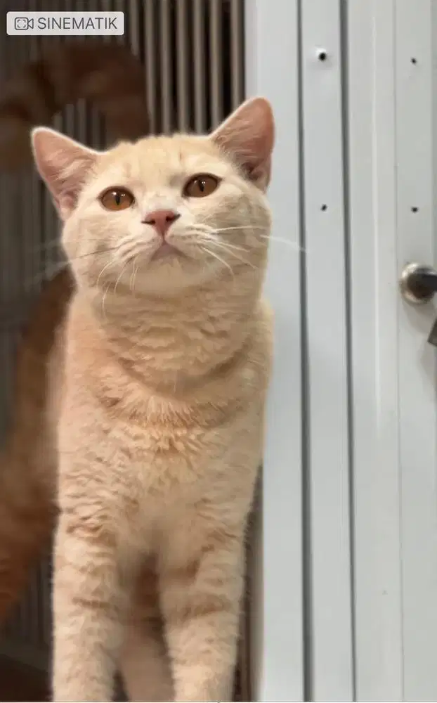 Kucing british shorthair jantan