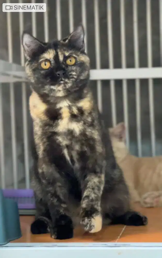 Kucing british shorthair betina