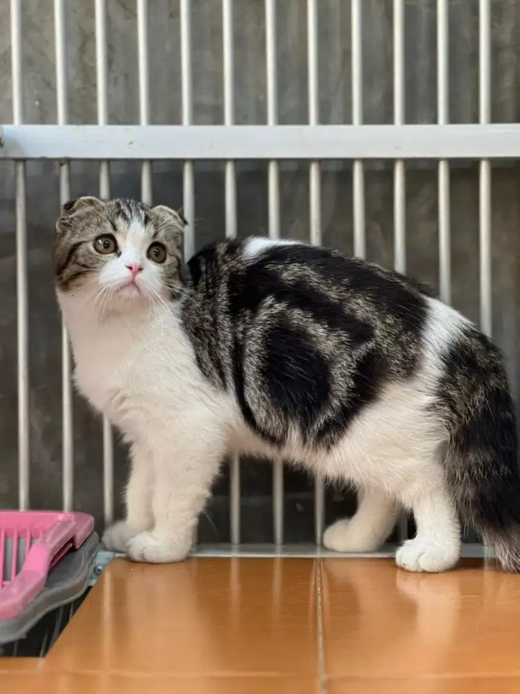 Kucing scottish fold betina