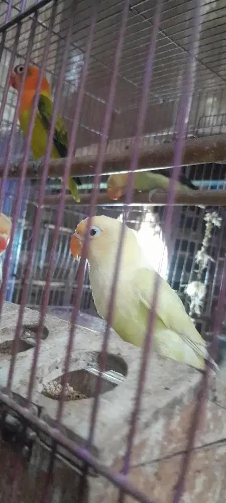 Lovebird pb cremino