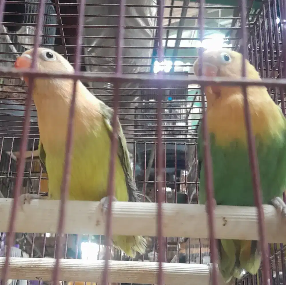 Lovebird biola aqua ewuing B1