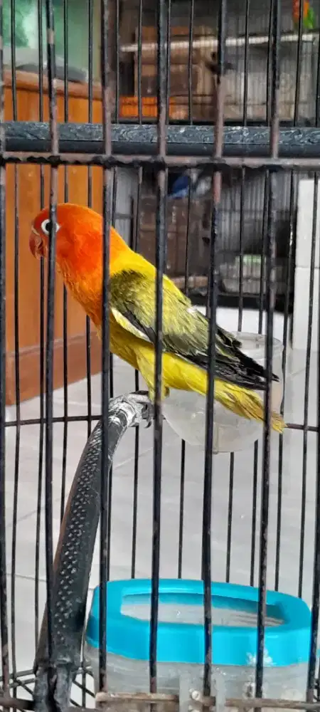 Lovebird biola ewuing gold