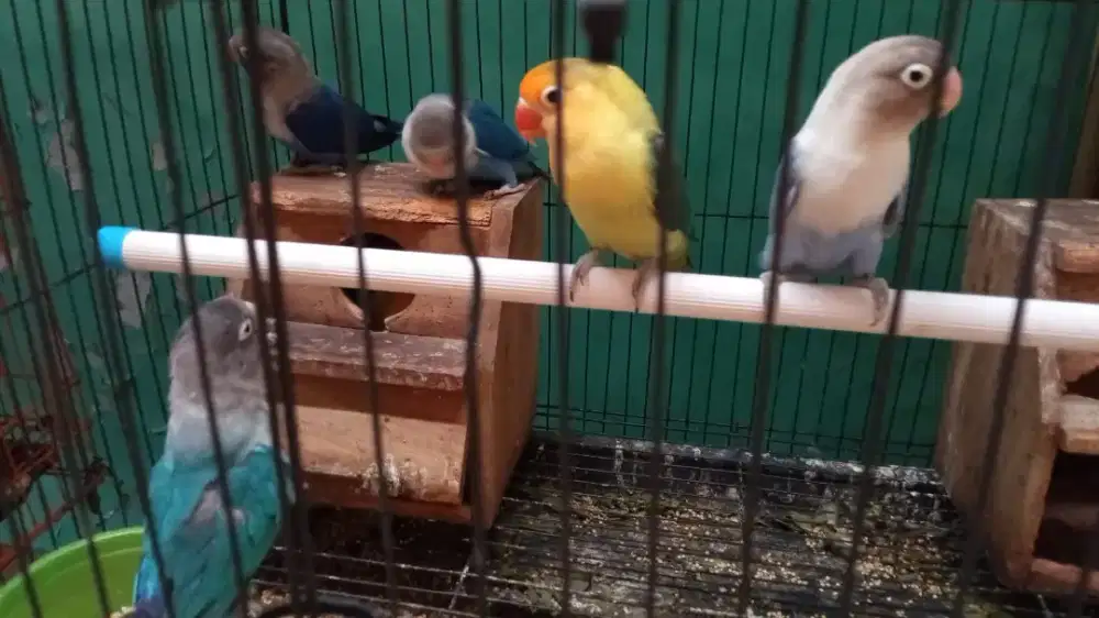 Lovebird pb cobalt violet mangsi