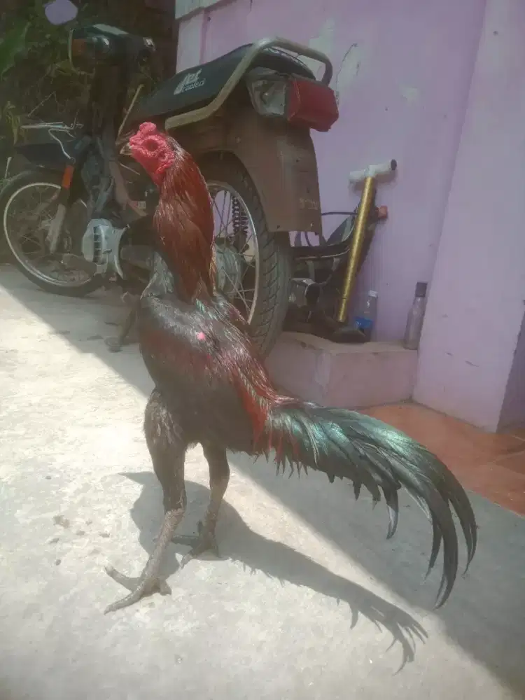 Ayam Vietnam pakhoy muda mantap tembus wiring galih jos
