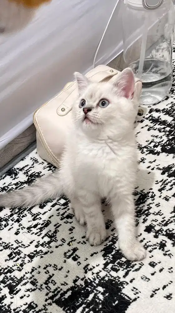 kucing kitten BSH lynx point silver jantan