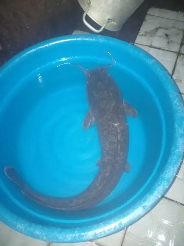 di jual gan ikan lele jumbo besar 15 kg