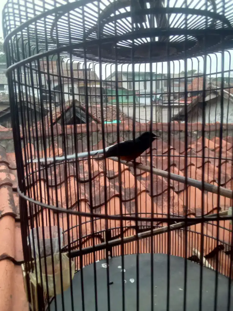 Mangga yang minta murai blorok gacor slap ekor putih