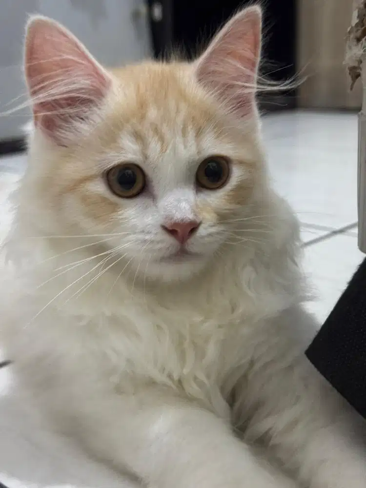 Pacak Kucing Mix Ragdoll Munchkin
