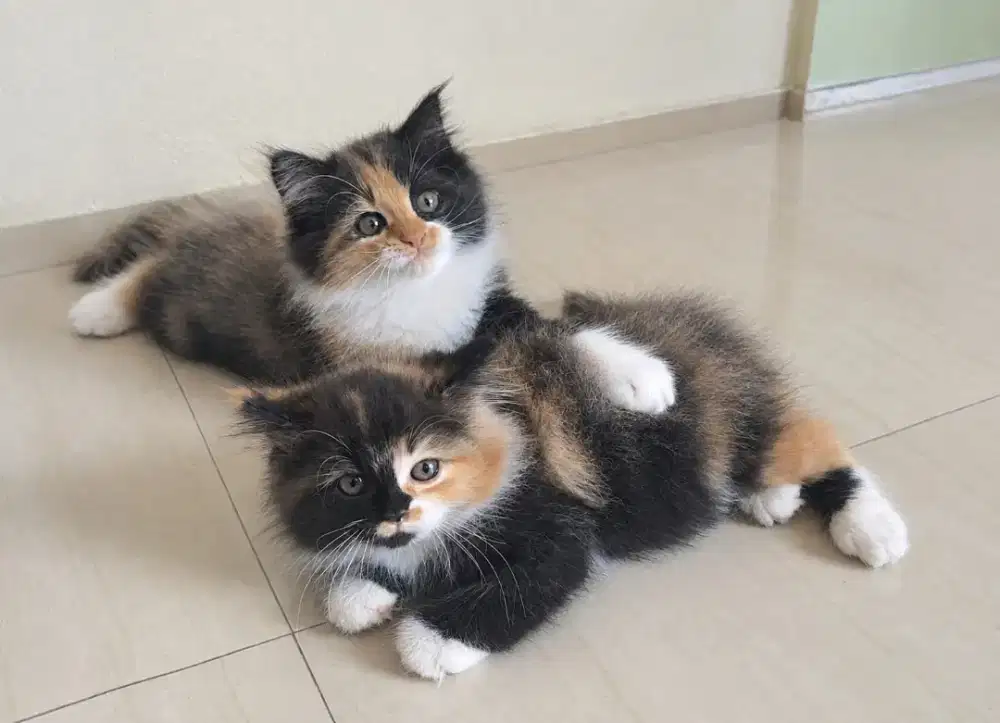 Persia calico lucu gemoy
