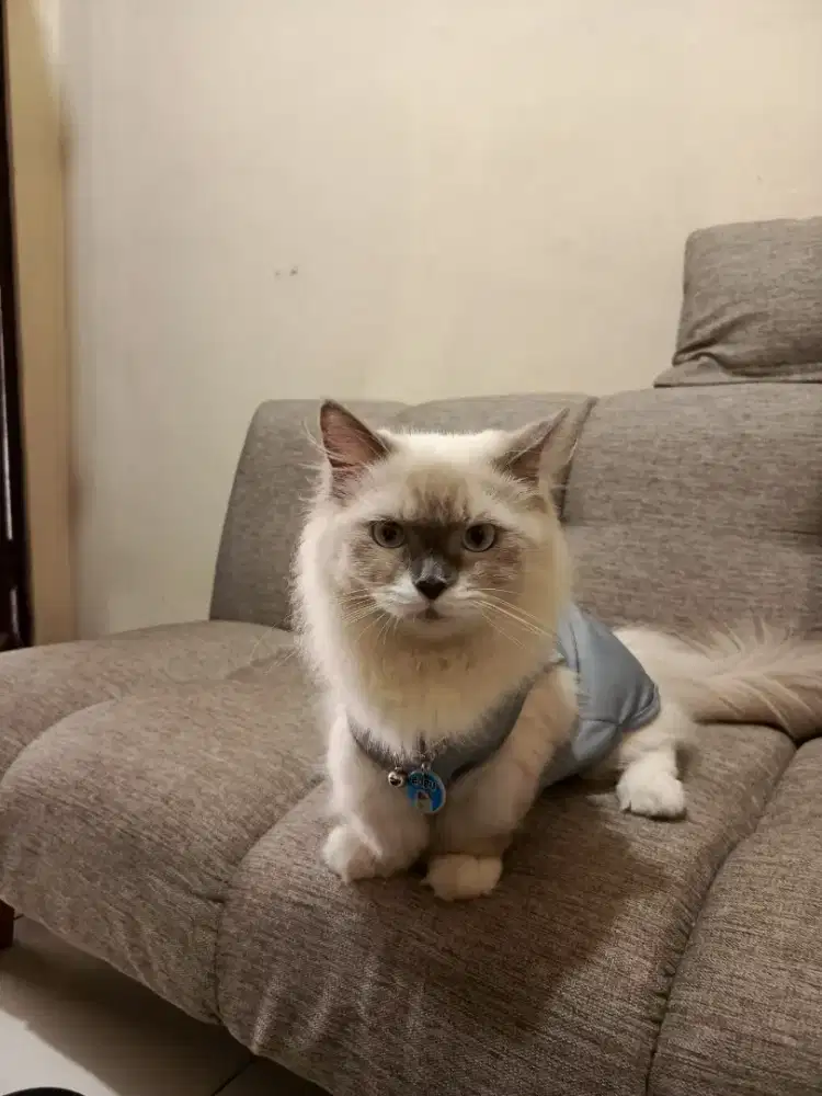 munchkin ragdoll