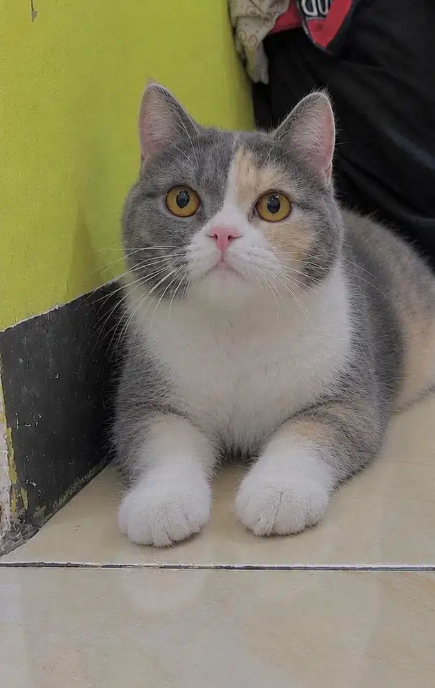 British shorthair calico delute ped wcf