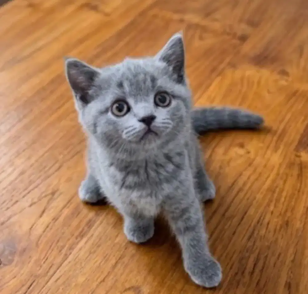 Kucing kitten British shorthair Bluesolid Femalle pure