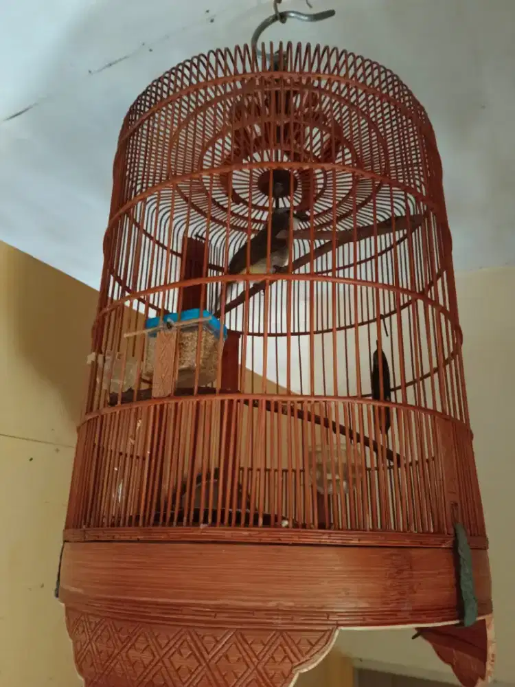 Burung Trucuk Madura Fulset