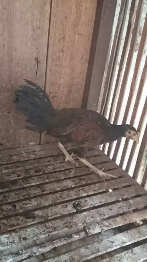 Ayam Bekisar Umur 3 Bulan