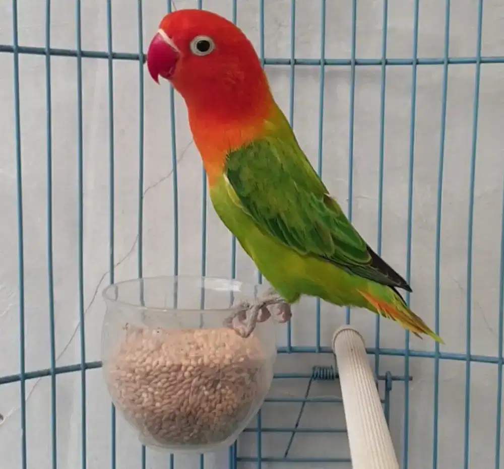 Lovebird biola gren betina