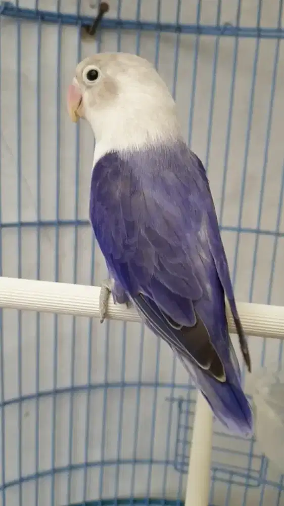 Lovebird biola dark violet