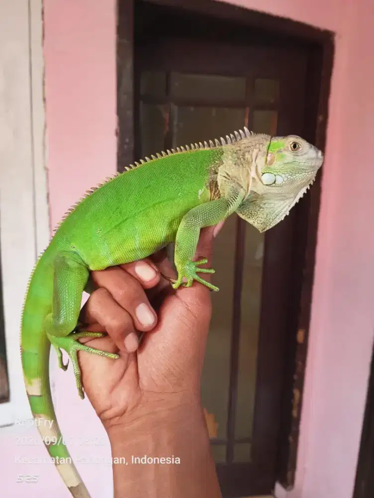 Gren colomb jantan size 65 70cm