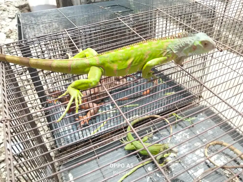 Gren warna cerah size 67 70cm