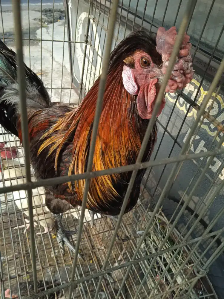 Ayam hias cemani kapas unik jengger mawar jari 10kawin cocok utk hias