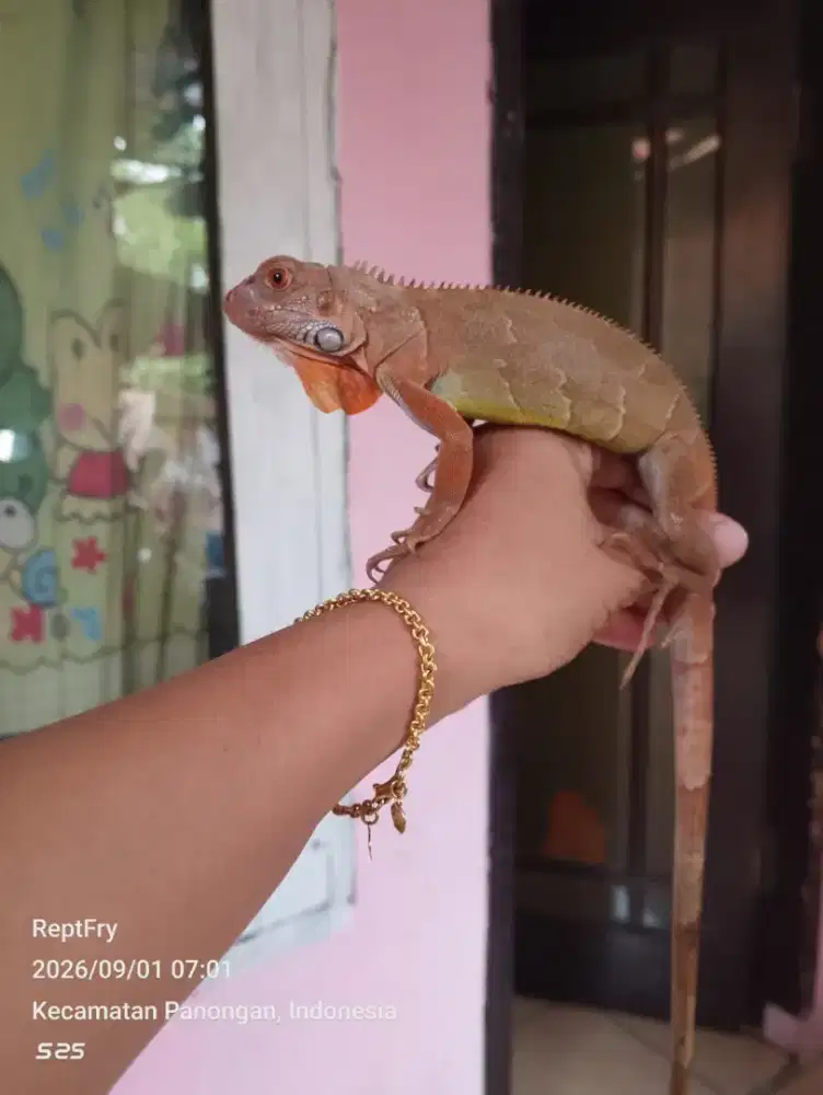 Red hypo jantan size 45 50cm
