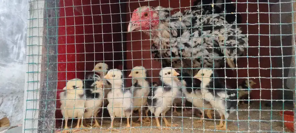 Anak ayam siam, elid, pakhoy.