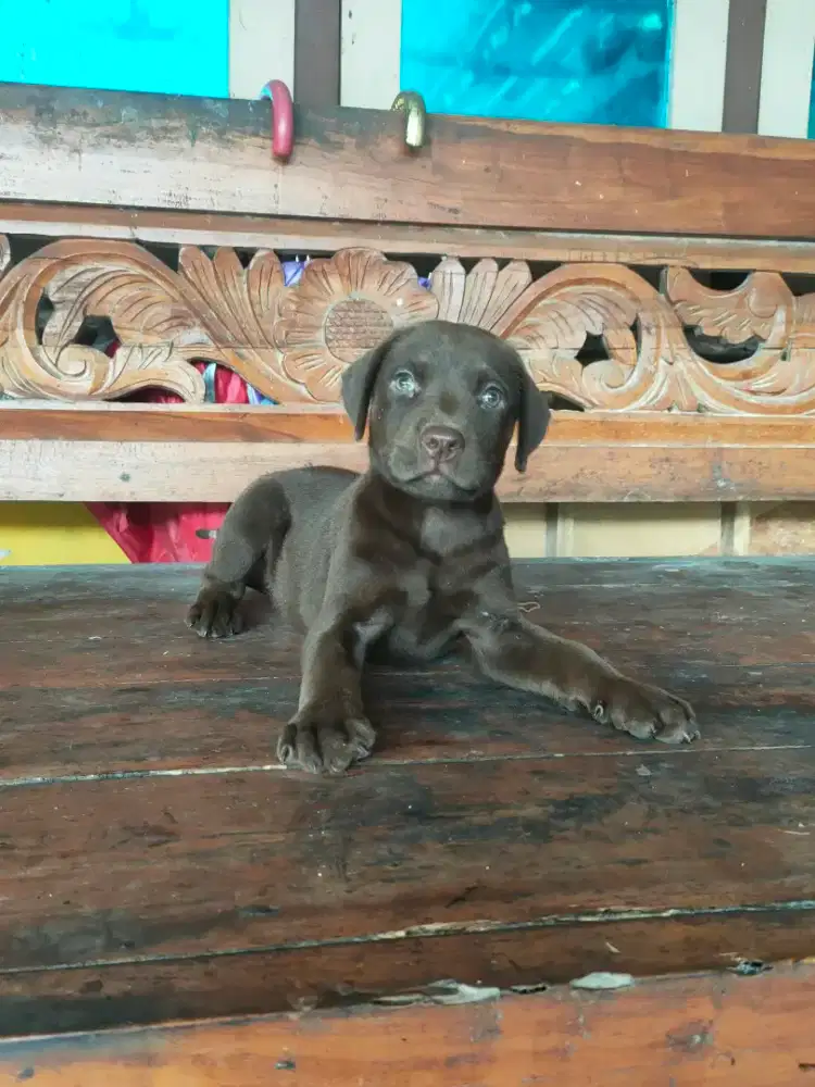 anak anjing labrador