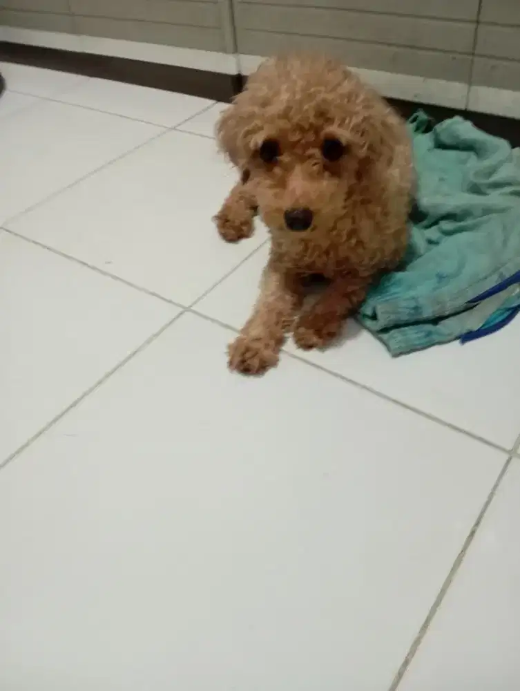 Poodle Betina Dewasa