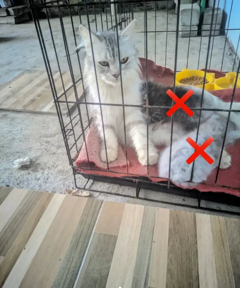 Kucing ras maencoon Persia jumbo